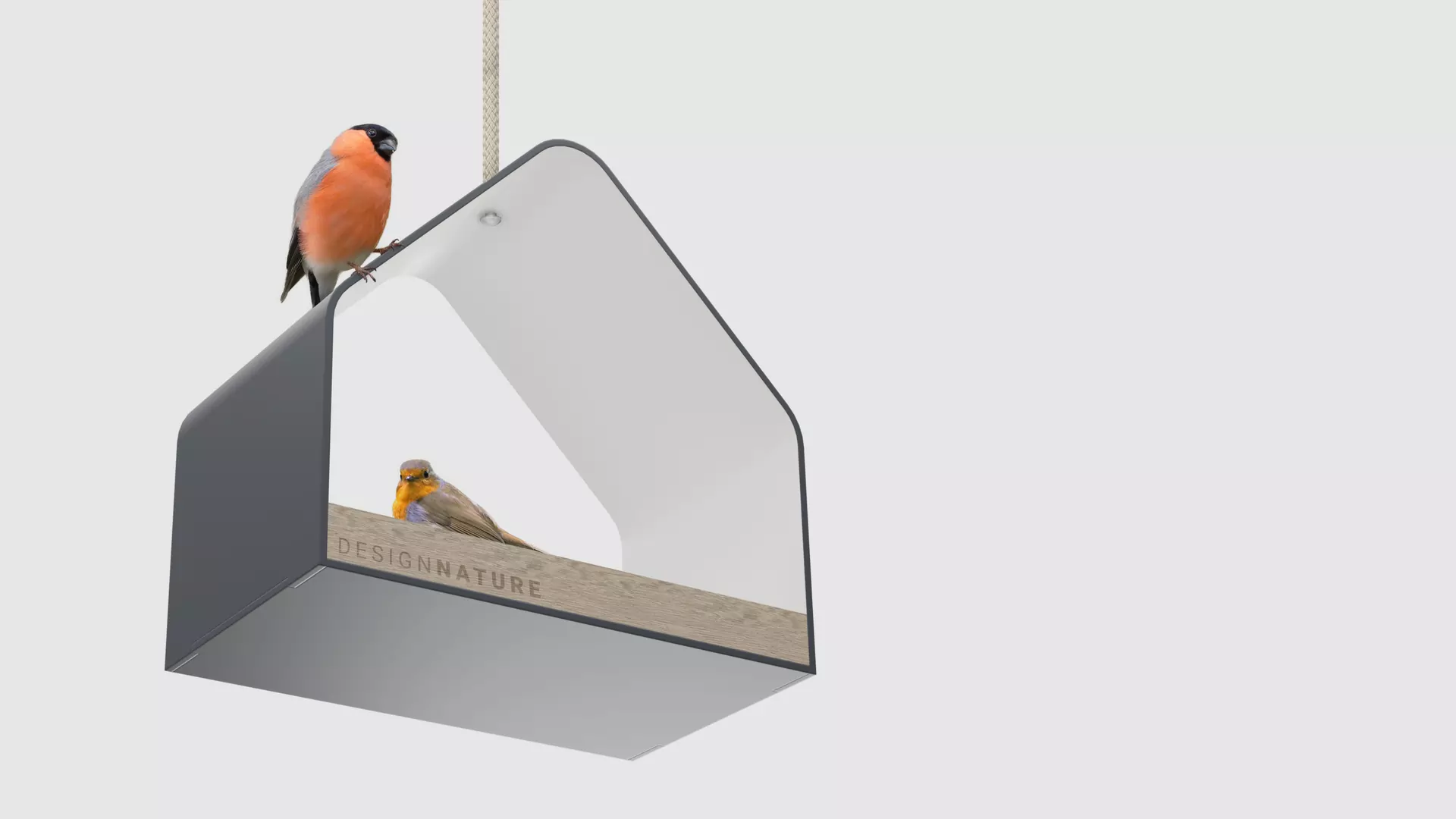 Two bird on a bird feeder