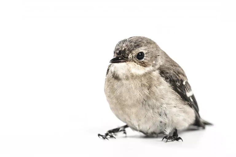 A bird on a white background