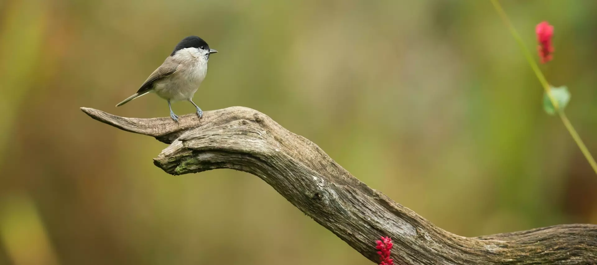 A bird on a branch